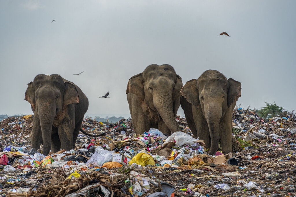 poza elefanti mananca plastic groapa gunoi