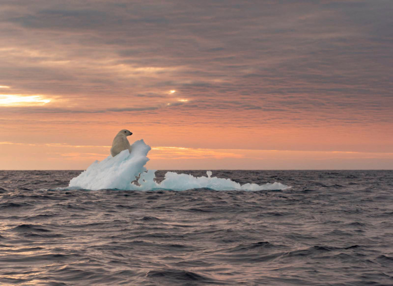 poza urs polar ghetar apus mare