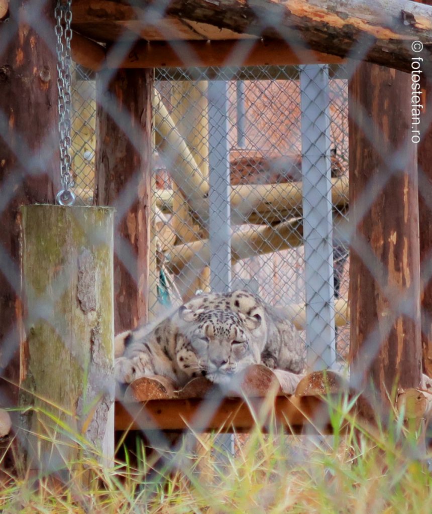 poza leopardul zapezii zoo brasov obiectiv turistic