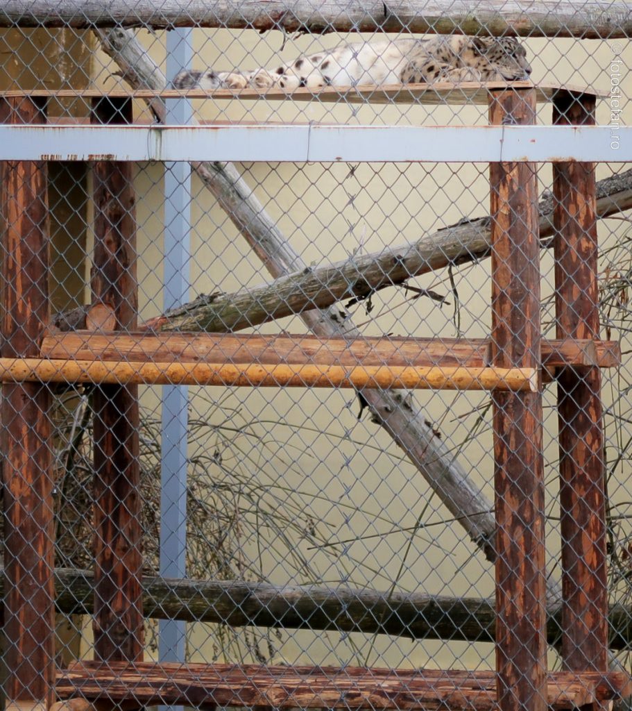 poza leoparzii zapezii foto zoo brasov vizita noiembrie iarna