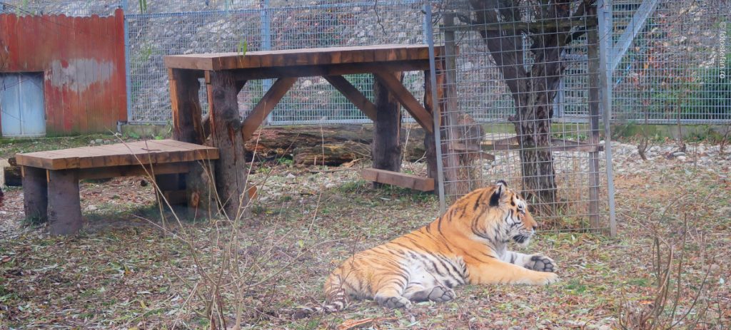 poza tigru gradina zoologica brasov iarna