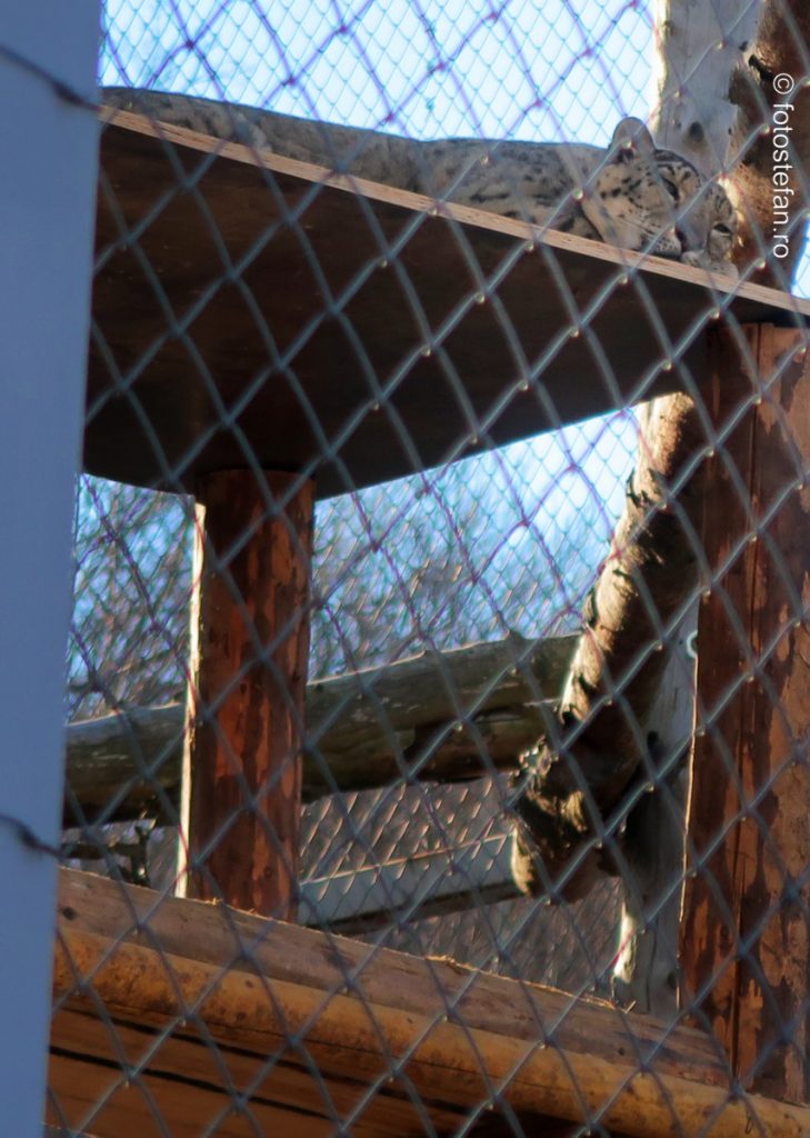 leopardul zapezii gradina zoologica brasov foto vizita iarna