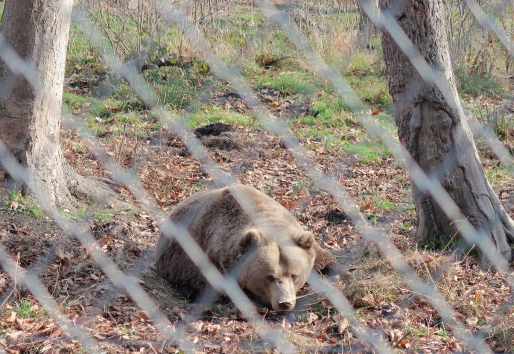 poza urs cusca zoo brasov fotografii iarna soare