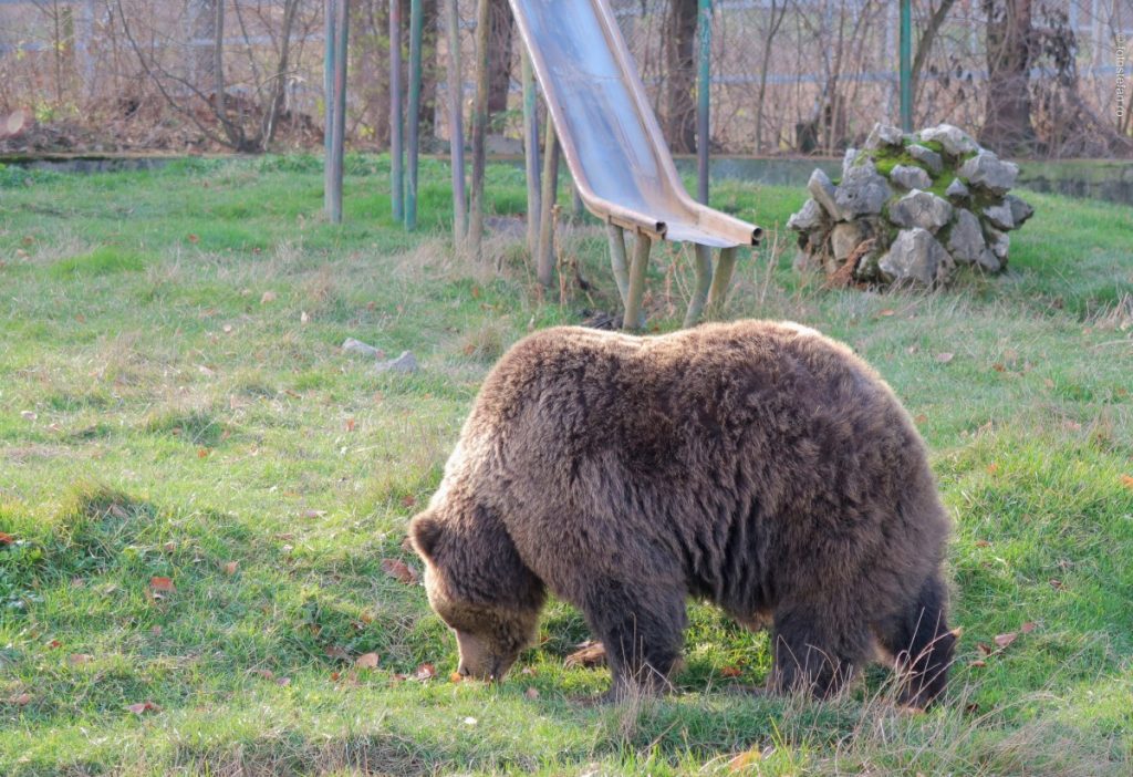 poza urs mancand iarba zoo brasov vizita iarna
