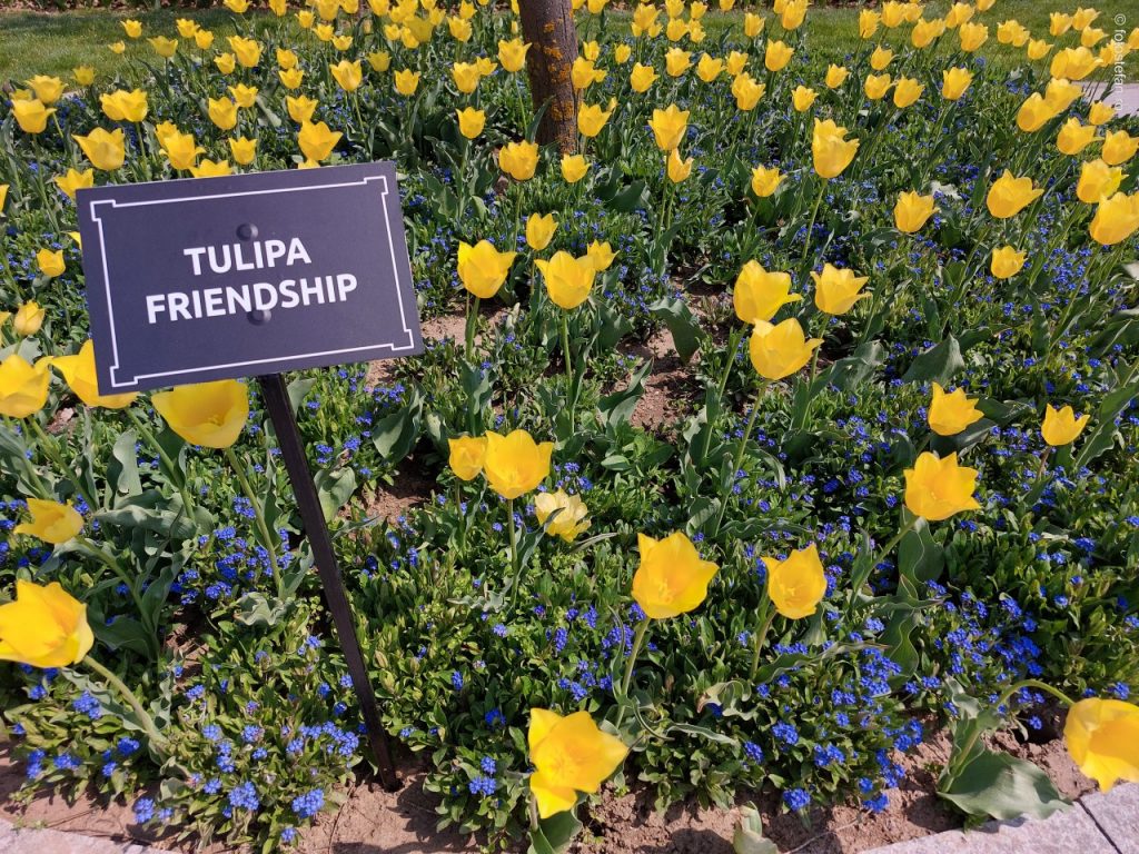 laleau prietenie poza flori galbene foto