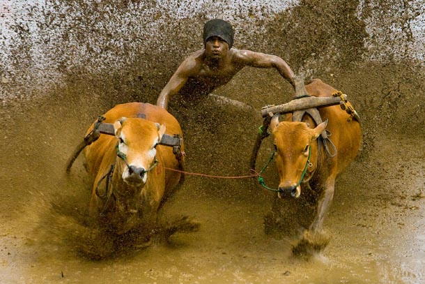 world-in-motion-muhammad-fadli-the-pacu-jawi-cow-race