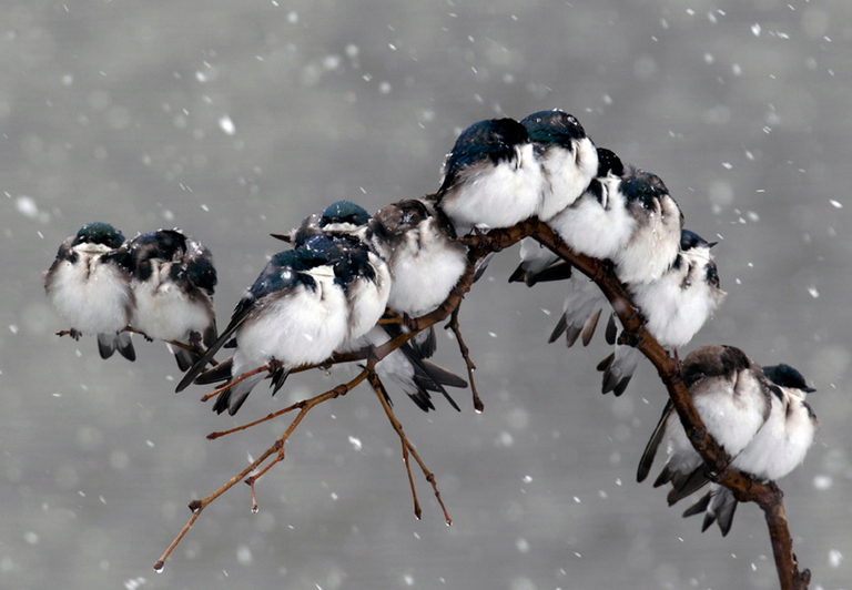Birds perched on a branch during a spring snowstorm in Pembroke, N.Y