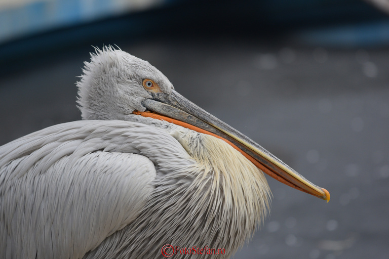 pelican captivitate