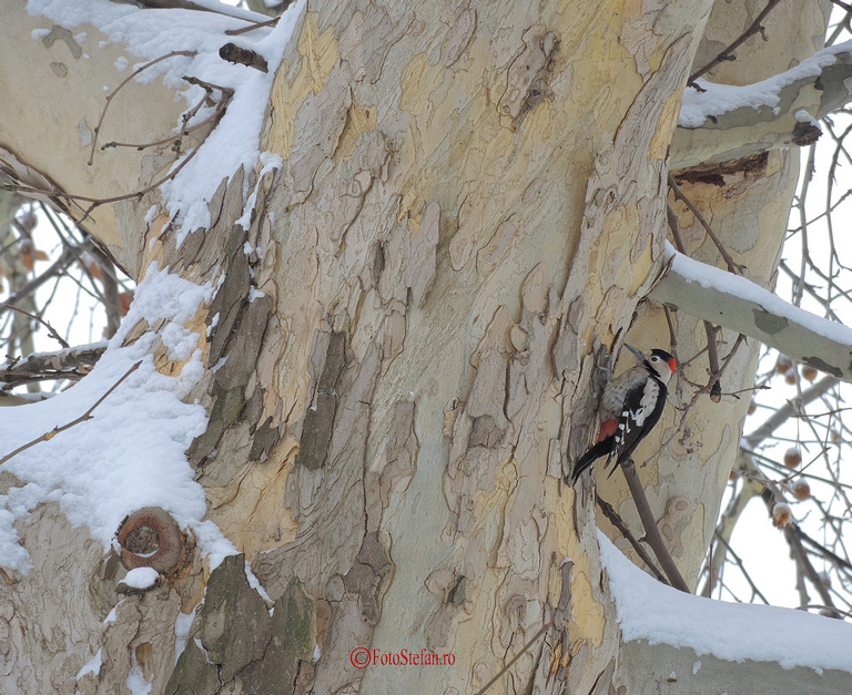 woodpecker bucharest