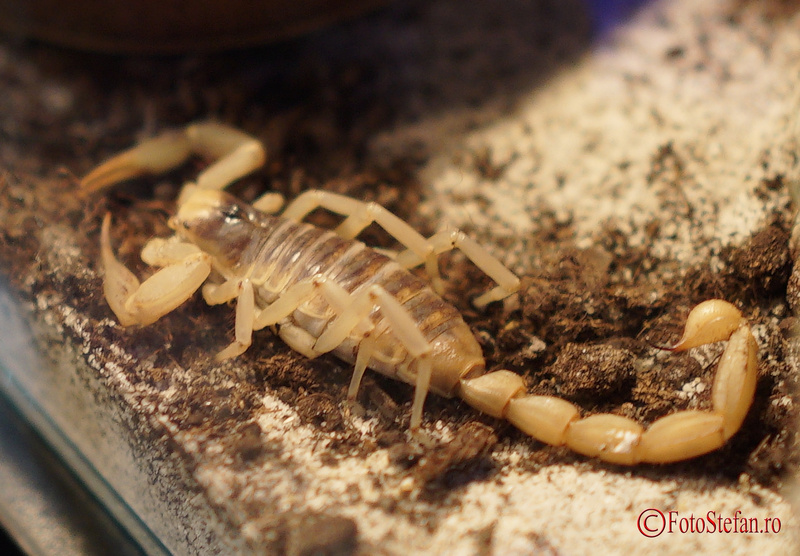 scorpion viu muzeu antipa bucuresti