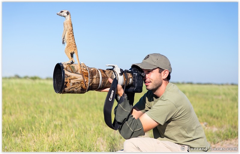 international Wildlife Photography Competition meerkat photographs