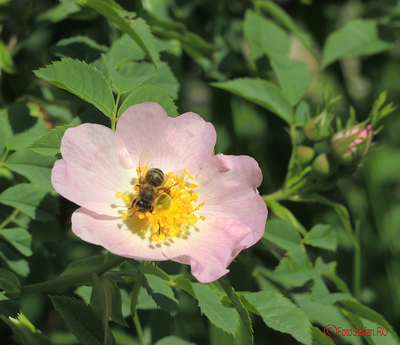poza albina floare parcul pantelimon bucuresti