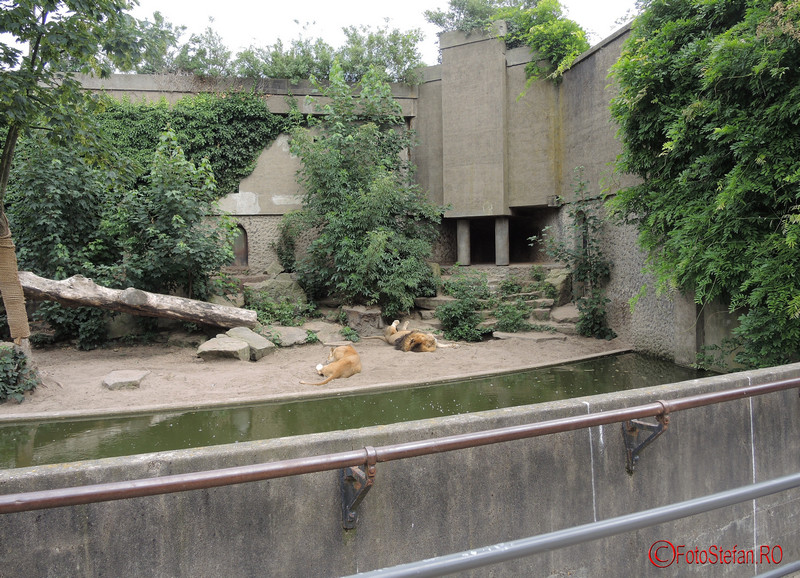 poza sant leii Artis Royal Zoo Amsterdam Olanda