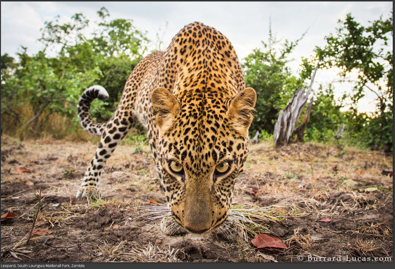 portret fotografie leopard zampbia