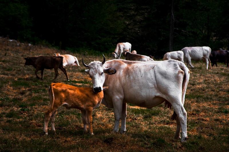 poza vaci vitei Laceno  italia fotografie