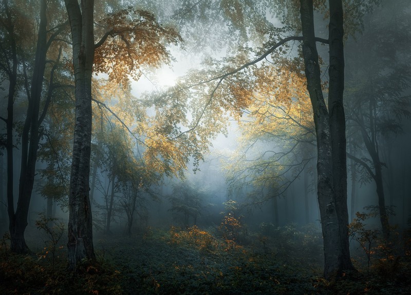 poza padure copaci ceata frunze color Veselin Atanasov