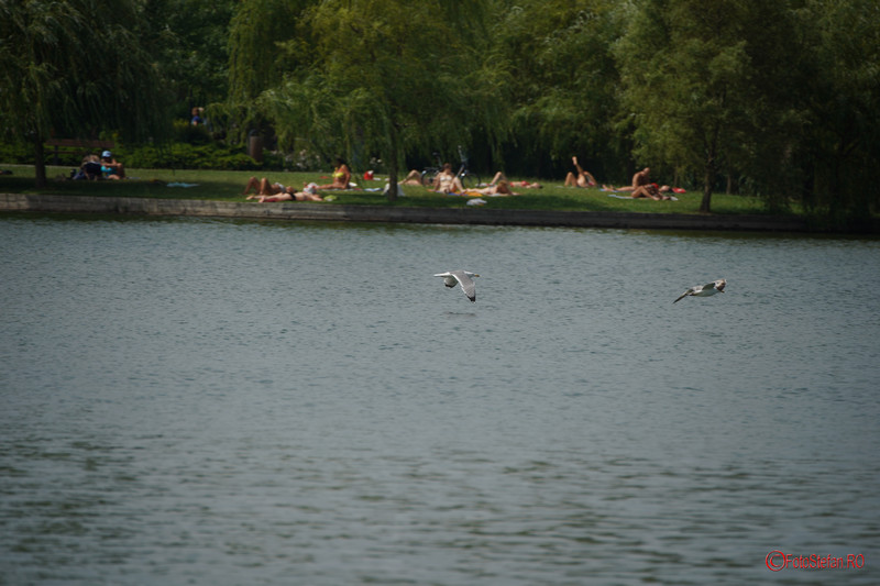 Test Sony A7 III autofocus birds flying lake bucharest