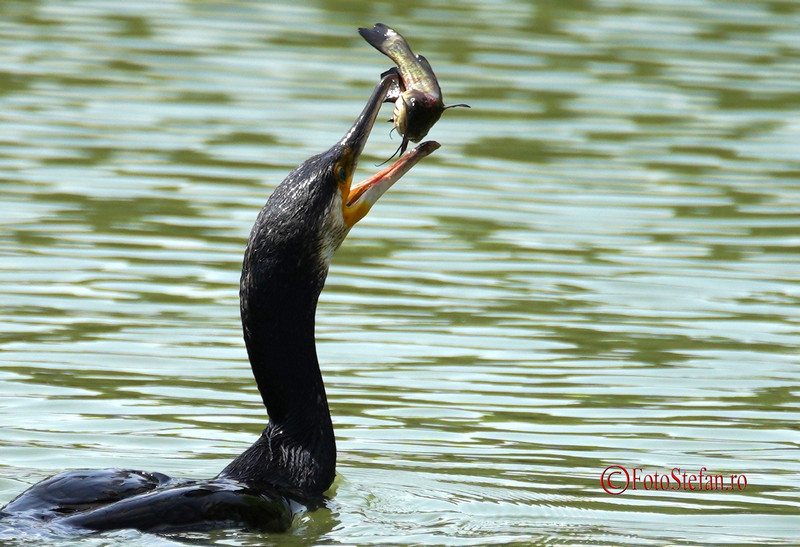 Test Sony A7 III bird eat fish lake titan bucharest