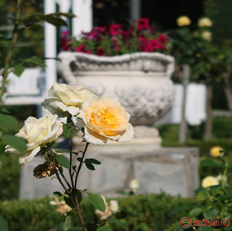 fotografii trandafiri Parcul Rozelor Timisoara romania