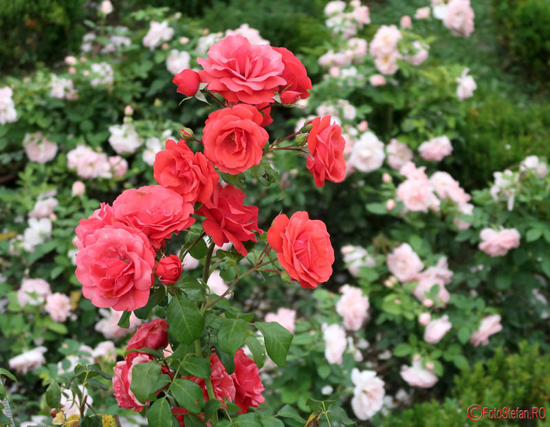 Parcul Rozelor Timisoara fotografii trandafiri obiectiv turistic romania