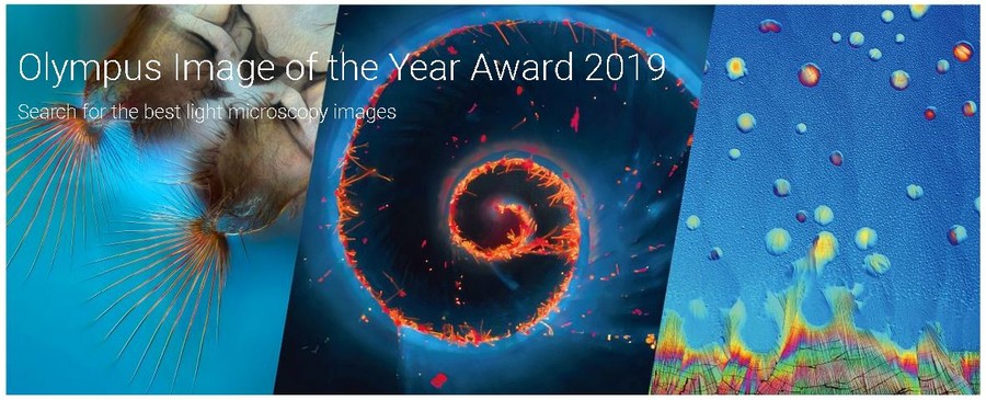 Olympus Image of the Year Award 2019 best light microscopy images