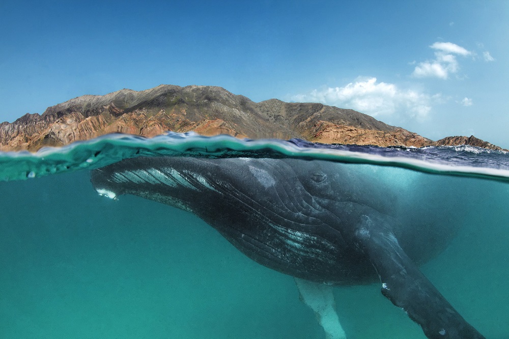 fotografie balena mare ocean tarm munte
