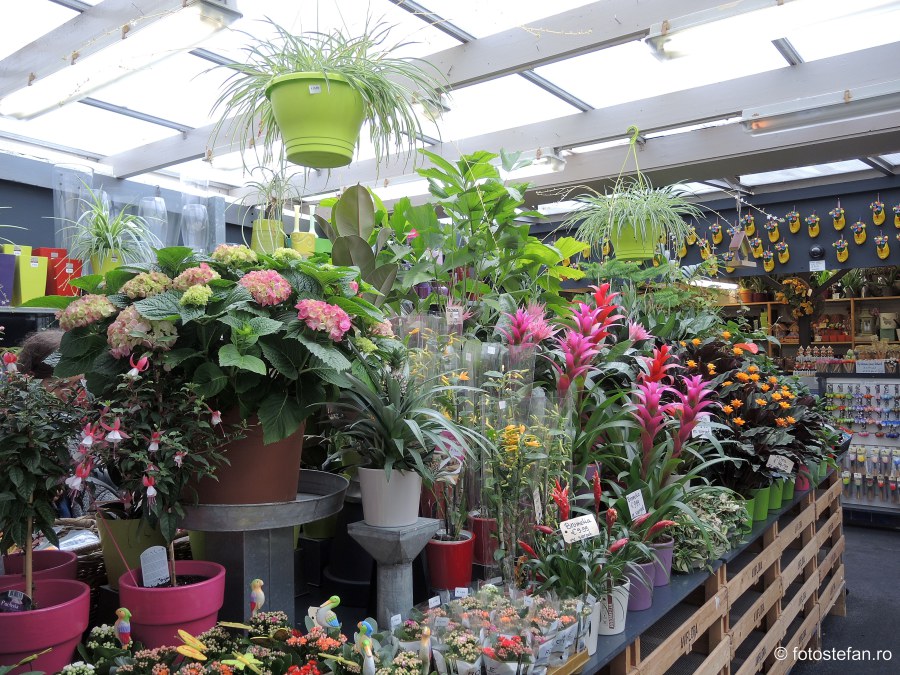 locuri de vizitat in amsterdam piata de flori Bloemenmarkt