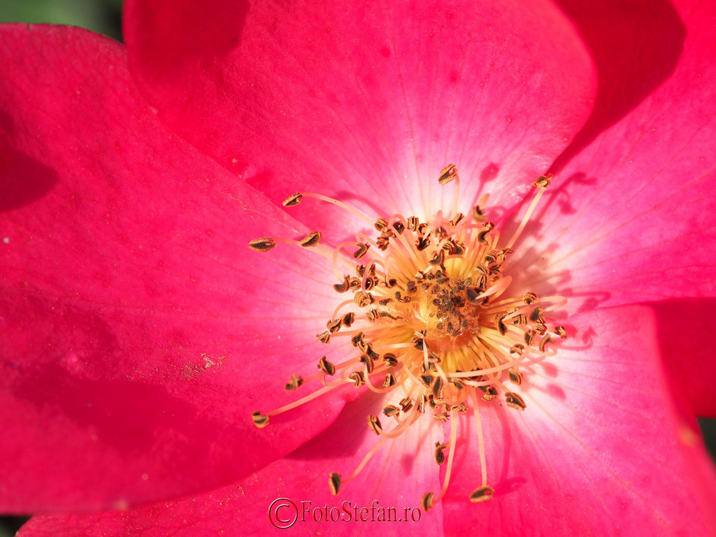 Filtre Close up poza macro floare rosie petale