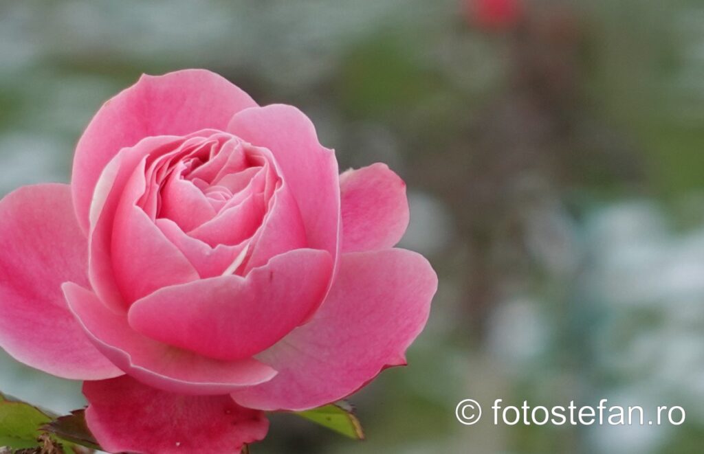 Sony ZV-1 review bokeh blur roses flowers