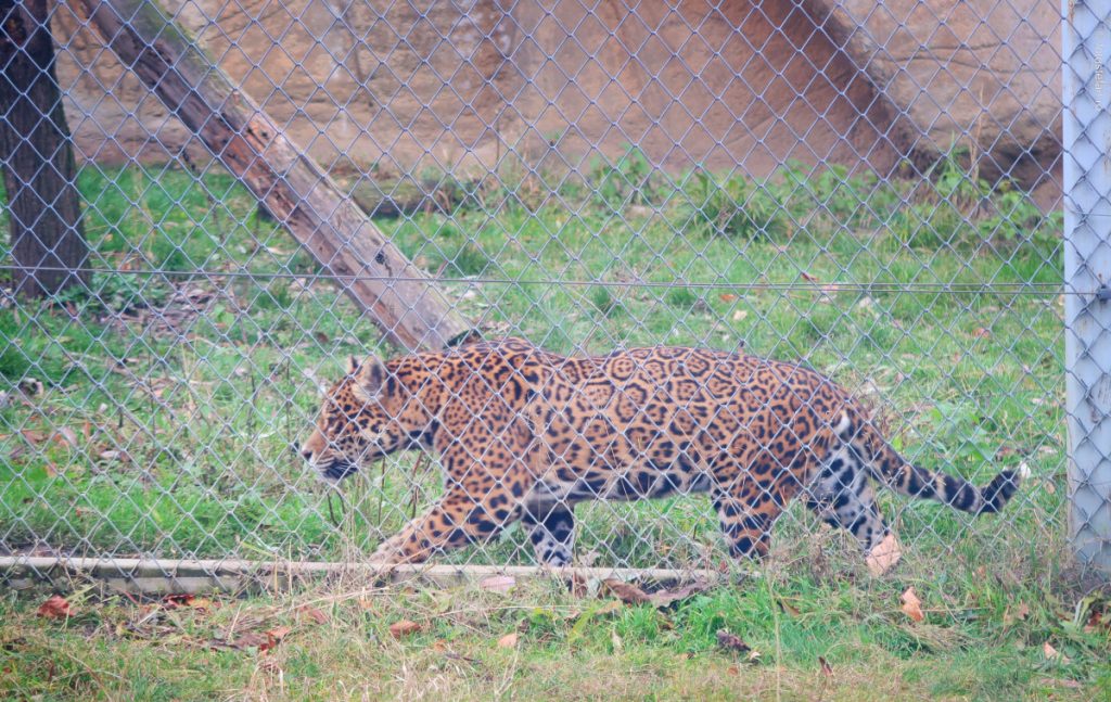 poza leopard foto zoo brasov vizita iarna
