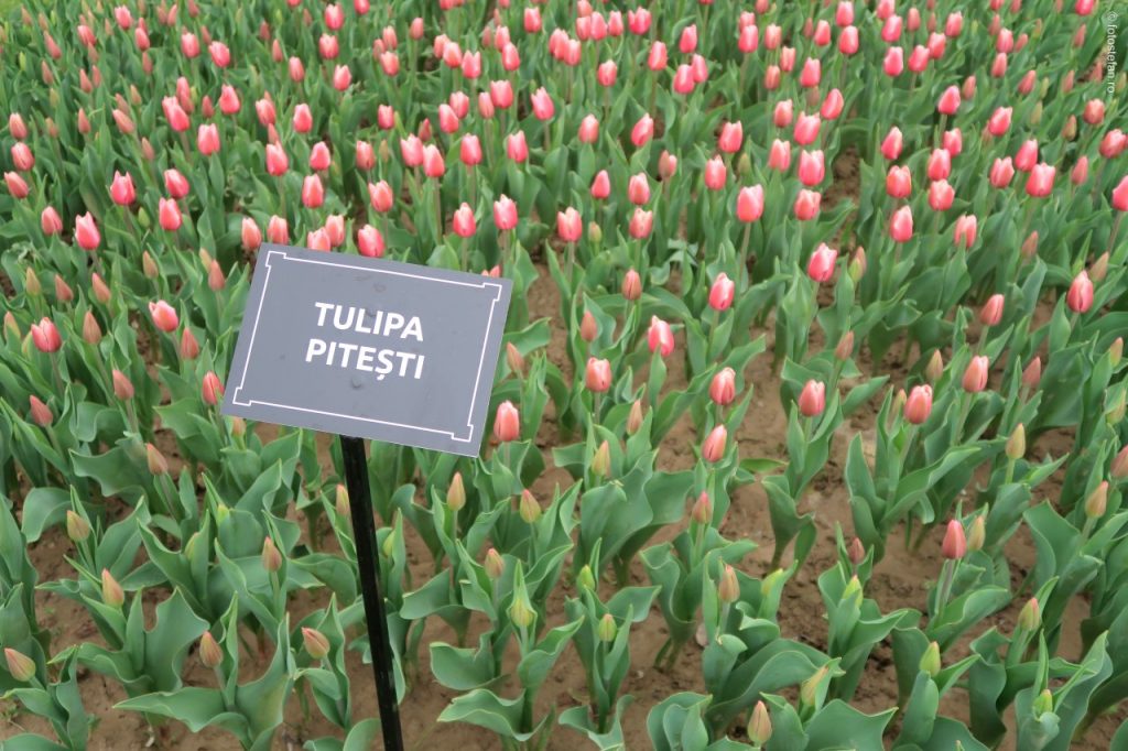 poza tulipa pitesti fotografie lalele arges
