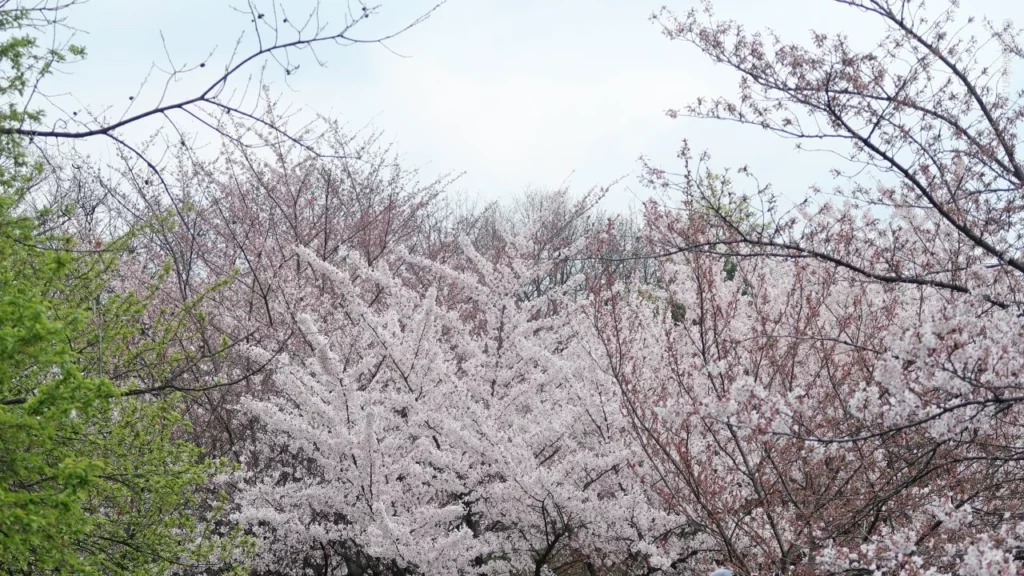 Hanami Herastrau poza flori ciresi gradina japoneza bucuresti