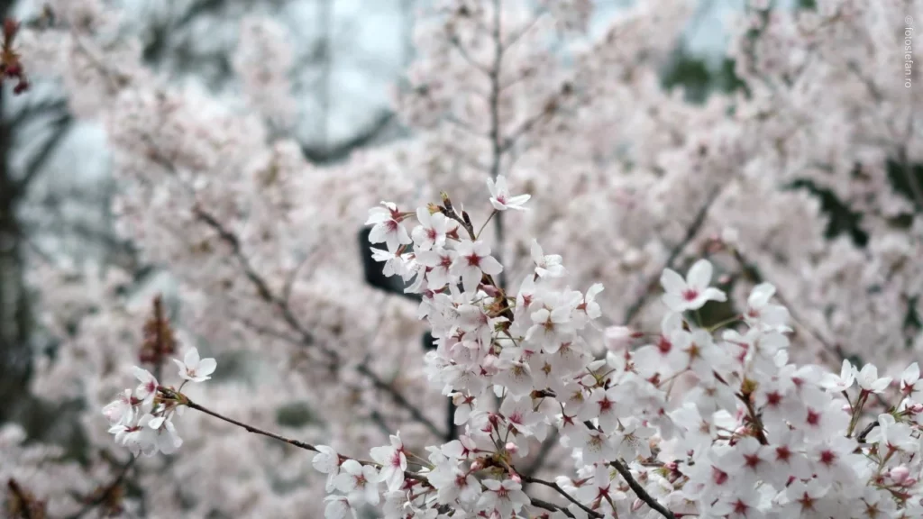 poza flori ciresi gradina japoneza herastrau bucuresti