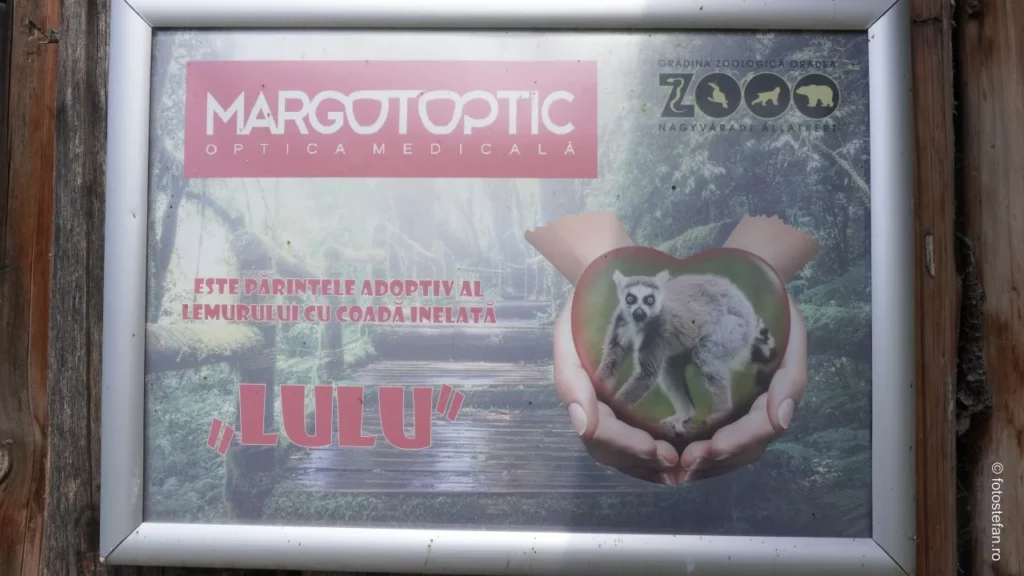 lemurul lul adoptat zoo oradea fotografii vizita 