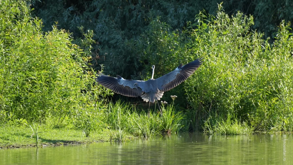 Lacul cu Cotete recomandare excursie in Delta Dunarii poza pasari salbatice