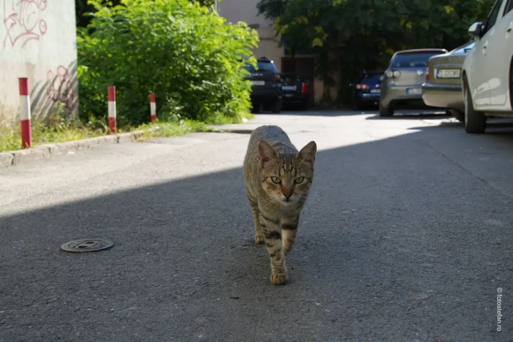 review sony a6700 cat focus test