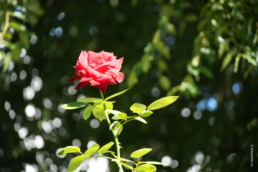 Sony 18-135mm f/3.5-5.6 OSS Bokeh exemplu floare trandafir poza