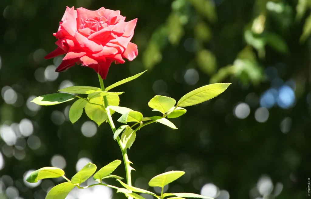 Sony 18-135mm f/3.5-5.6 OSS Bokeh flower rose 