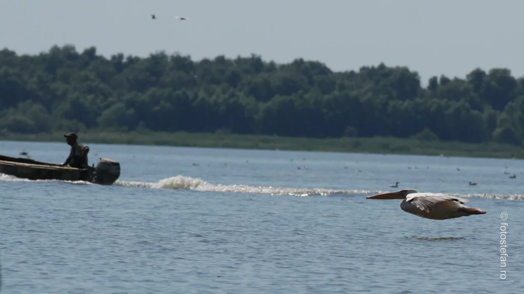poza pelican zbor pescar delta dunarii
