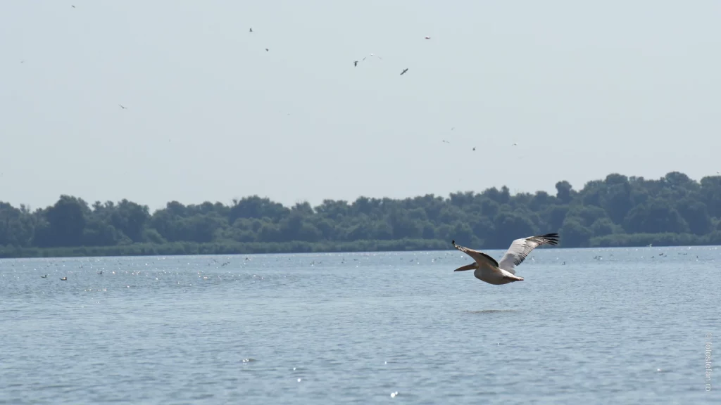 fotografie pelican zburand delta dunarii vara excursie