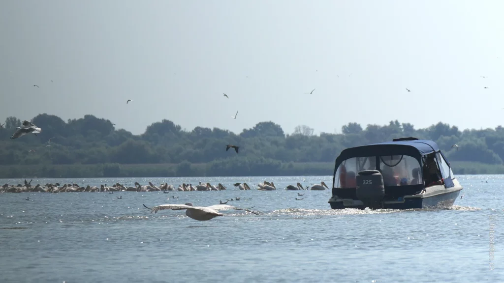 fotografii Excursie de 1 zi in Delta Dunarii cu plecare din Tulcea pelicani