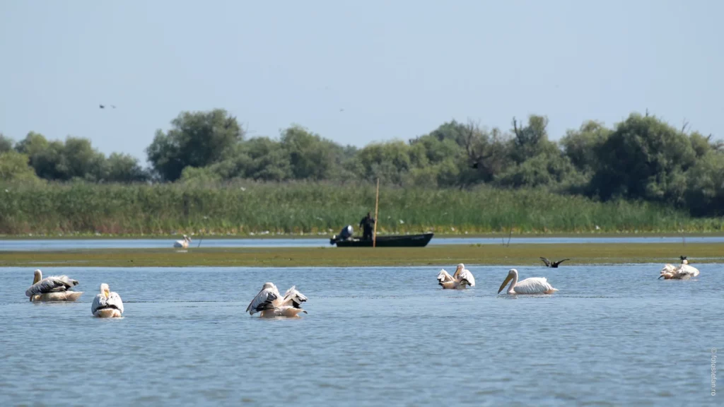 poza pescar delta dunarii pelicani pescuit vara