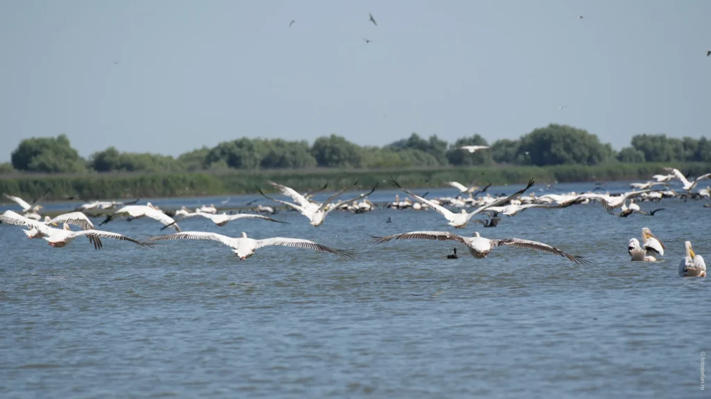 poza pelicani zburand delta dunarii romania