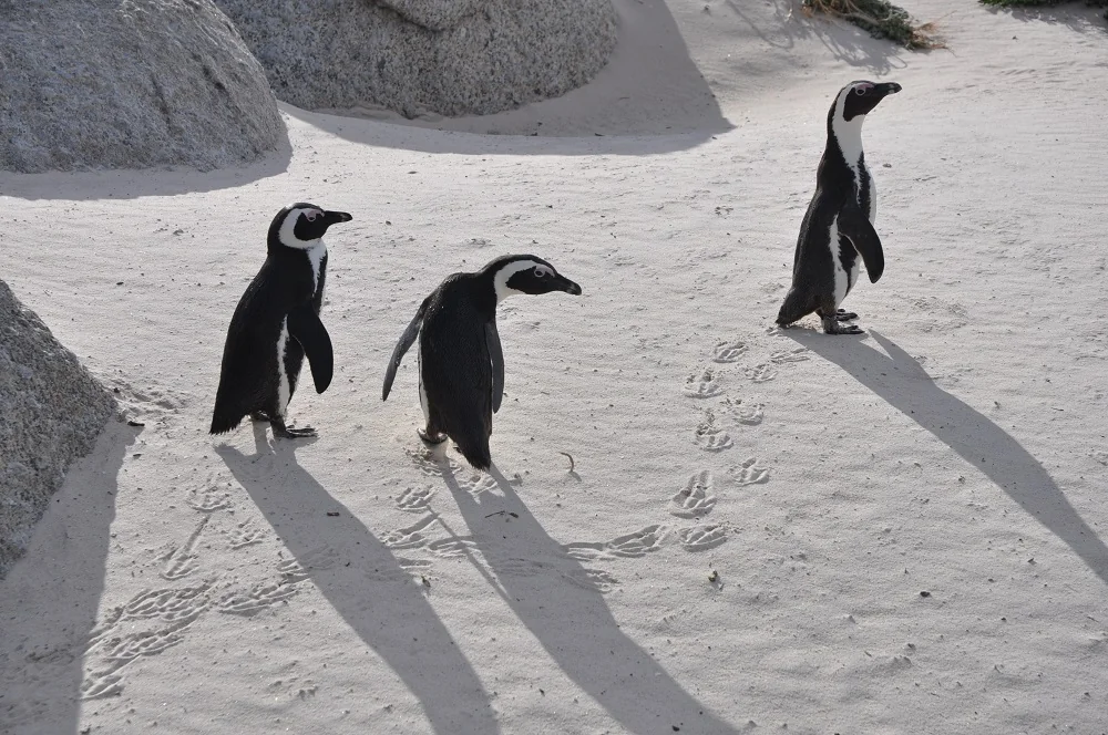 poaza alb negru penguini africa de sud