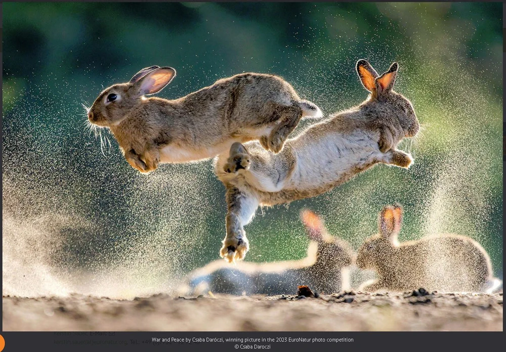 poza iepuri premiu concurs fotografie natura europeana euronatur