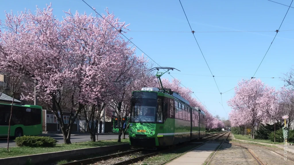 poza tramvaiul 24 printre pomii infloriti  cartierul Damaroaia Bucurestii Noi